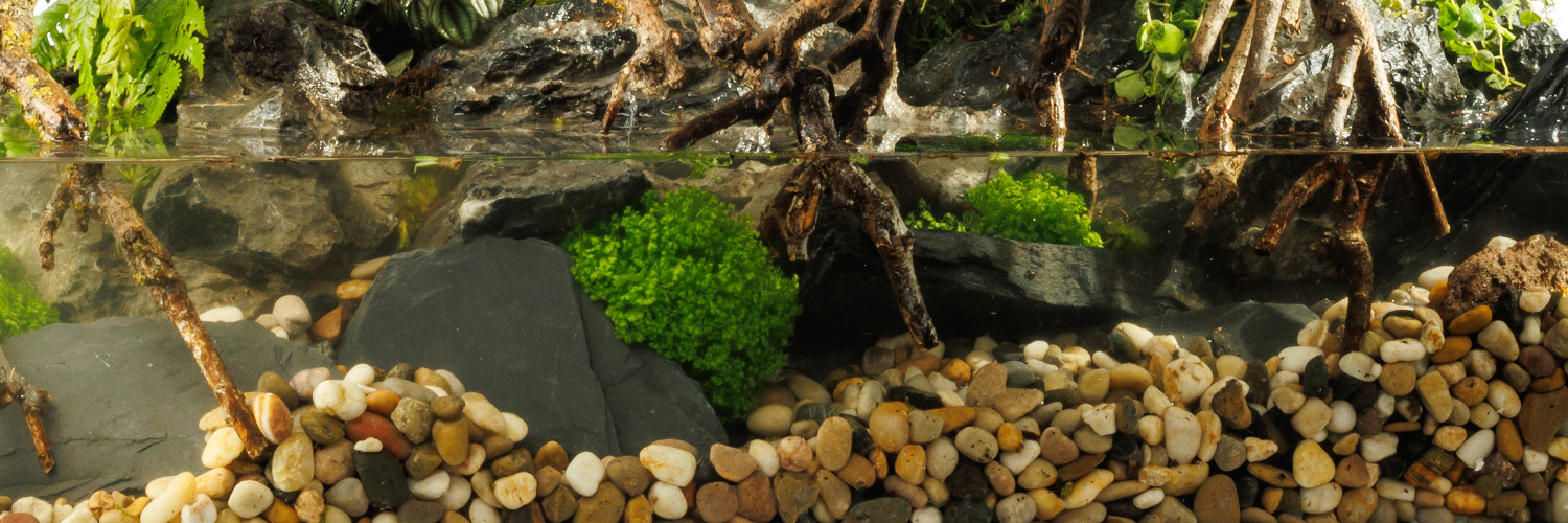 Paludariums
