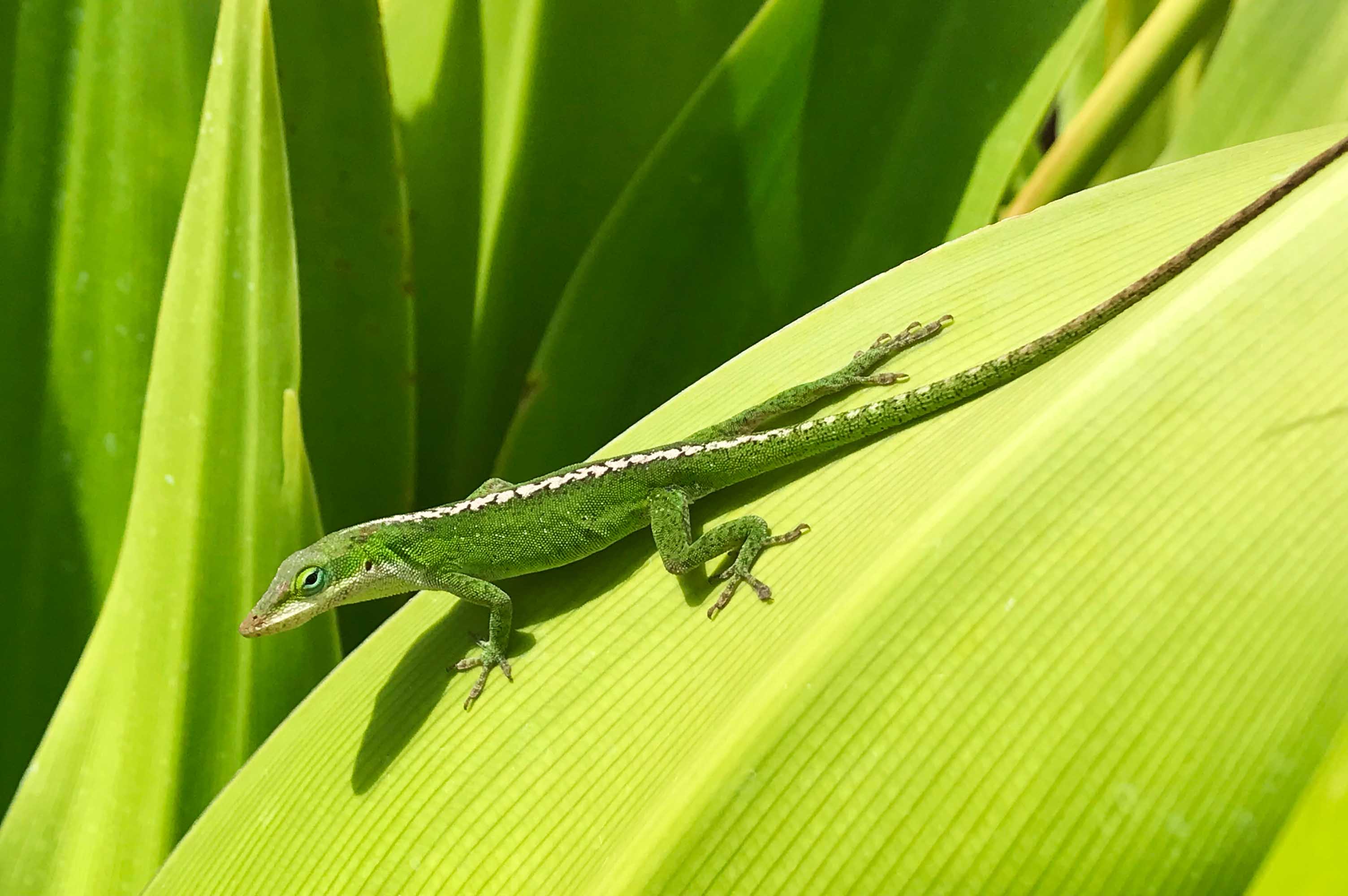 Vitamin D3 and Reptiles: A Vital Connection