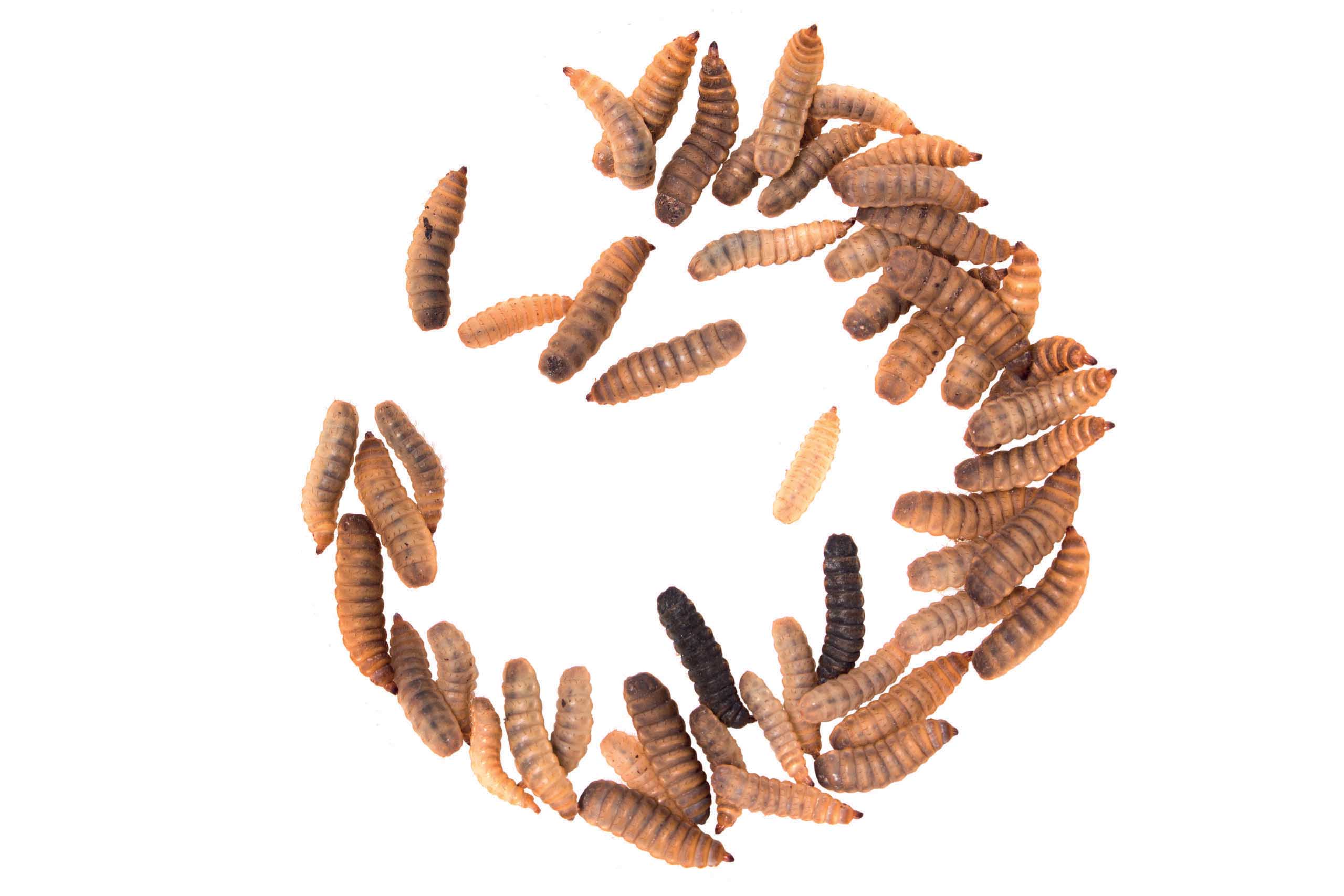 Dragon Grub, not your average reptile food!