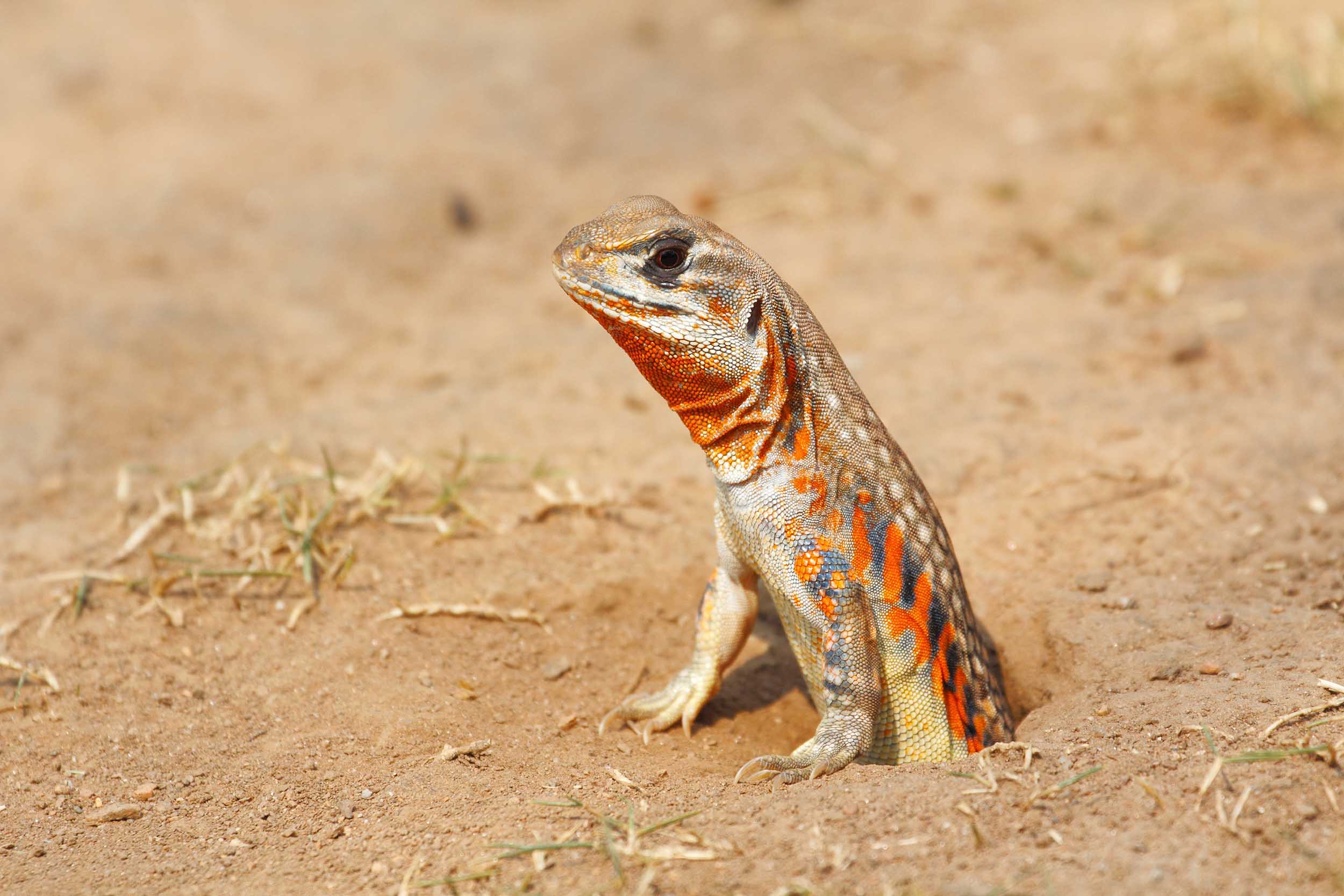 Le papillon Agama, Leiolepis belliana ocellata, sortant de son terrier.