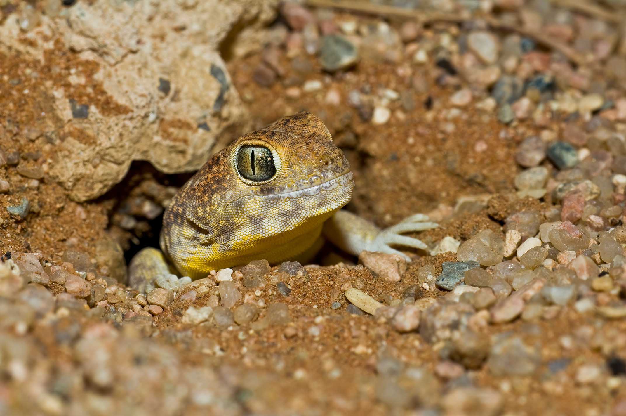 Le gecko &agrave; bandes, Ptenopus garrulus, construit de vastes r&eacute;seaux de tunnels.