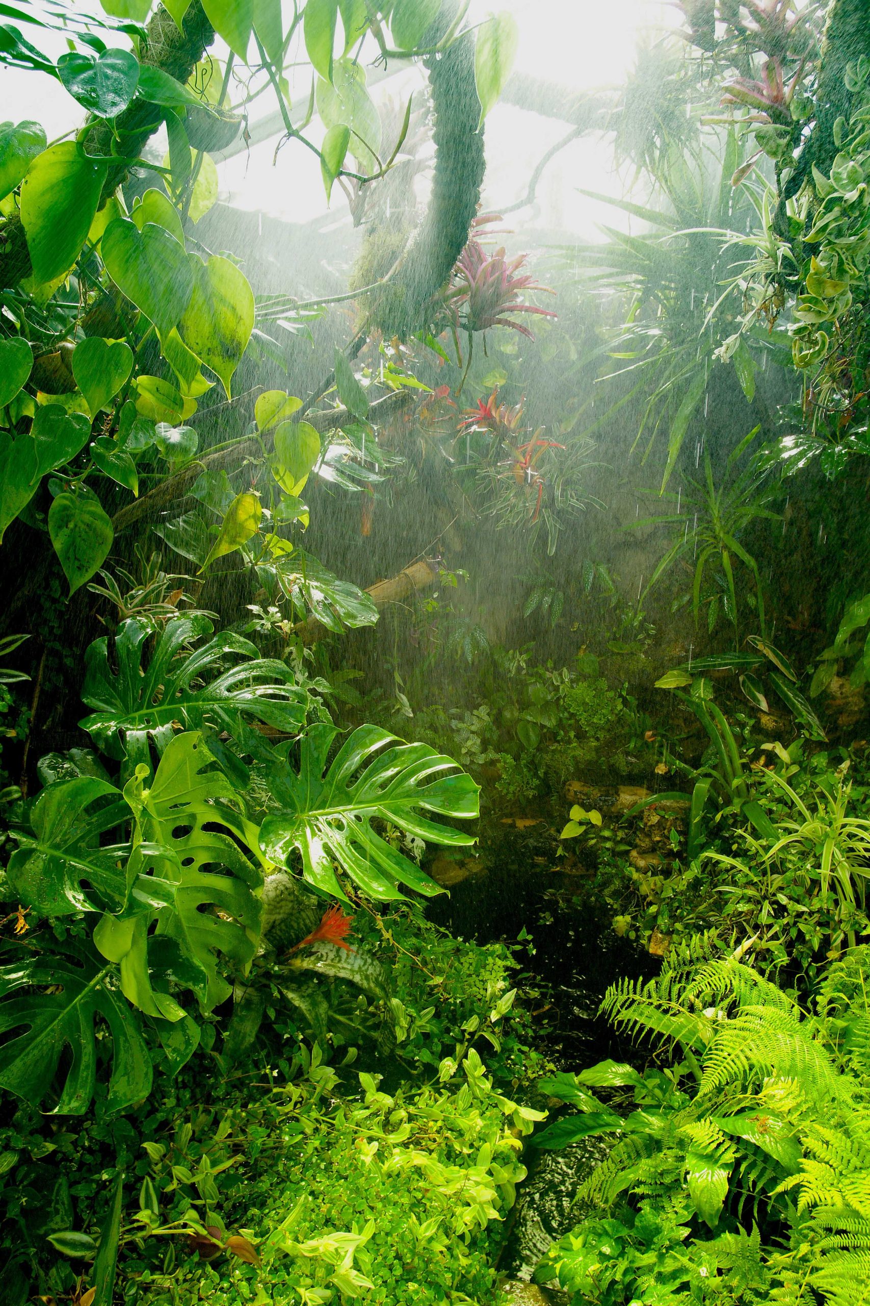 Paludarium: Combine the best of two worlds!