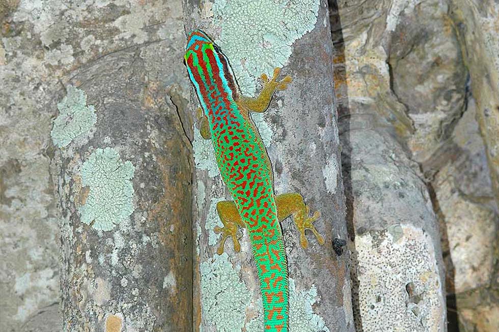 Protegiendo Del Legado De Los Geckos Diurnos De La Isla Reuni&oacute;n