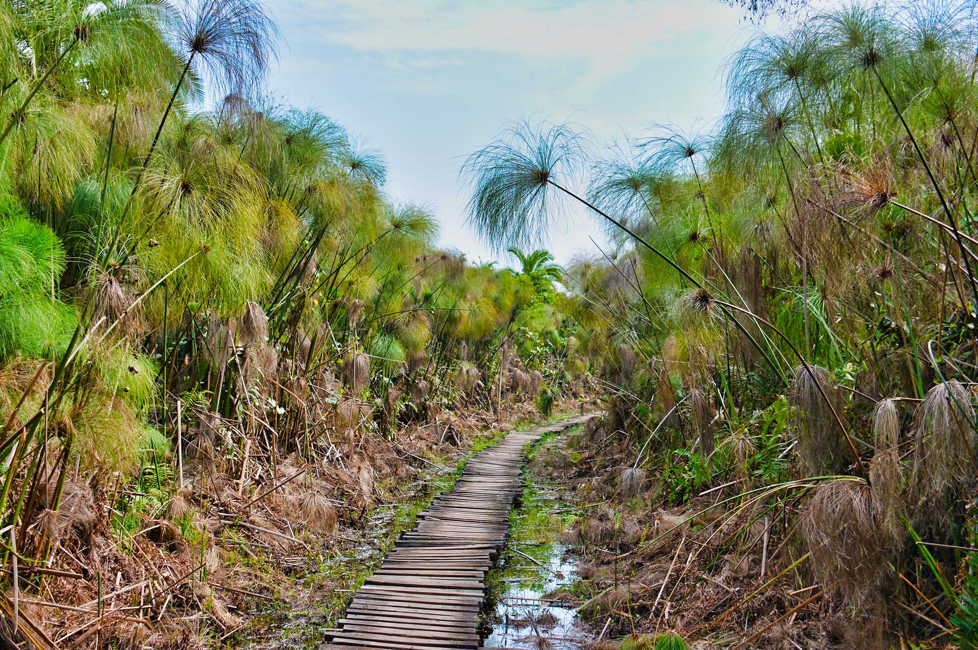 Pantanos De Bigodi