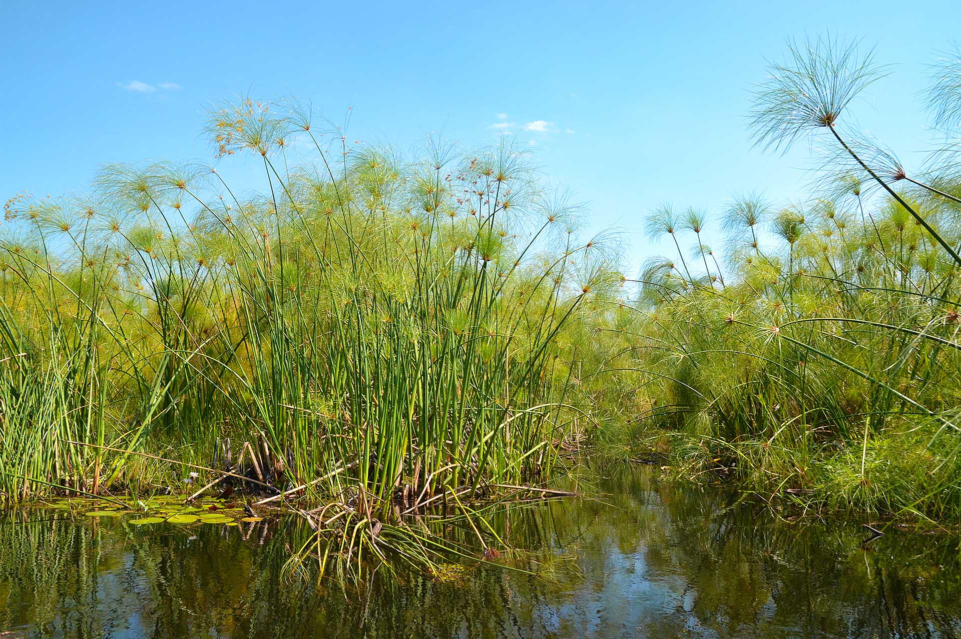 Pantanos De Bigodi